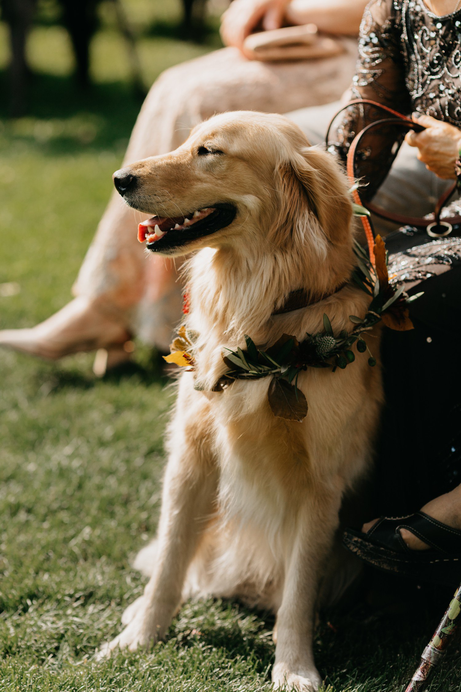 Dog as flower girl at wedding