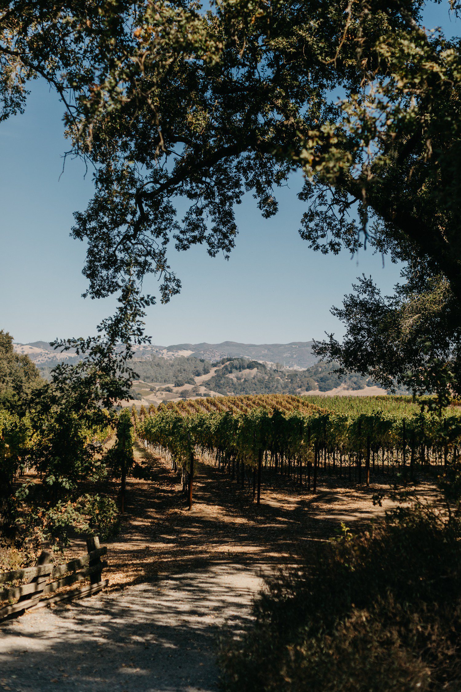 Vineyard in Sonoma County California
