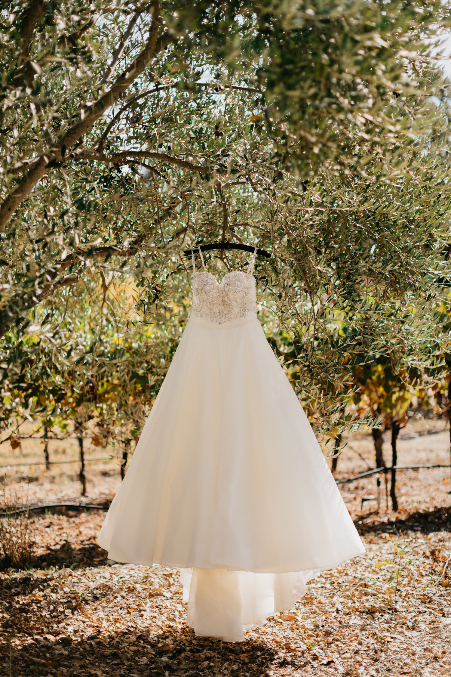 Wedding Dress in Vineyard