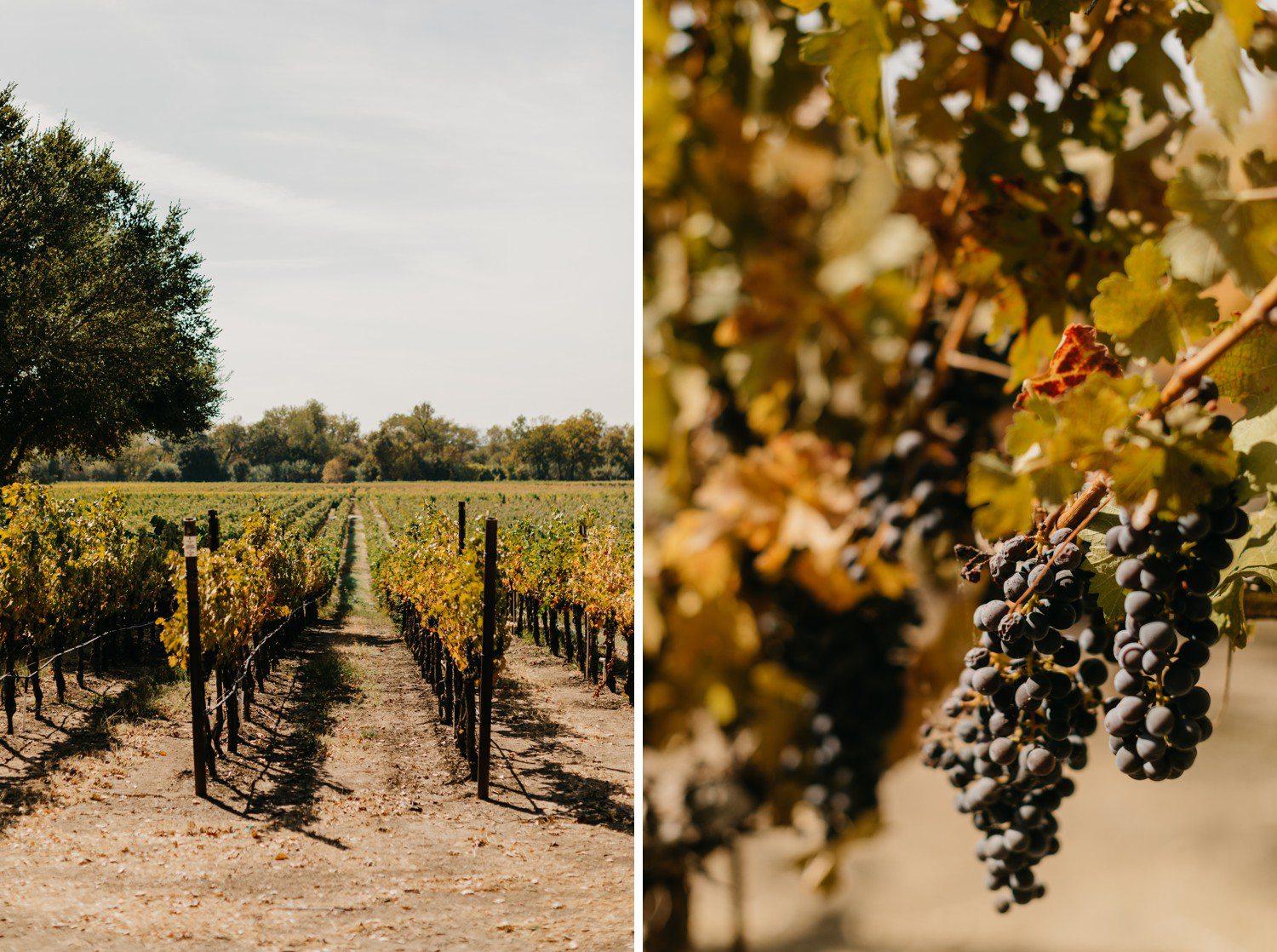 Wine Country Wedding in Sonoma California Details