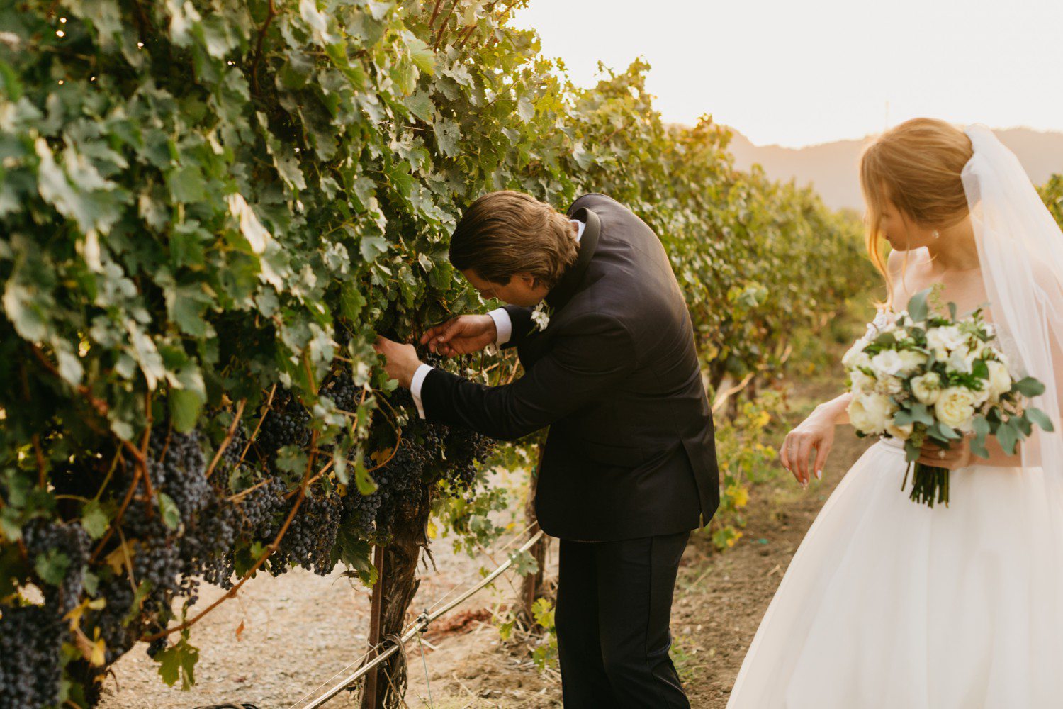 Groom picking grapes at winery wedding 