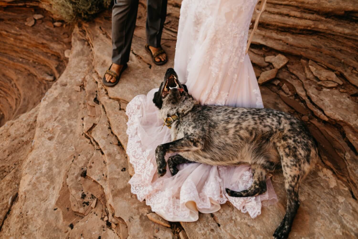 Heeler Dog on Wedding Dress