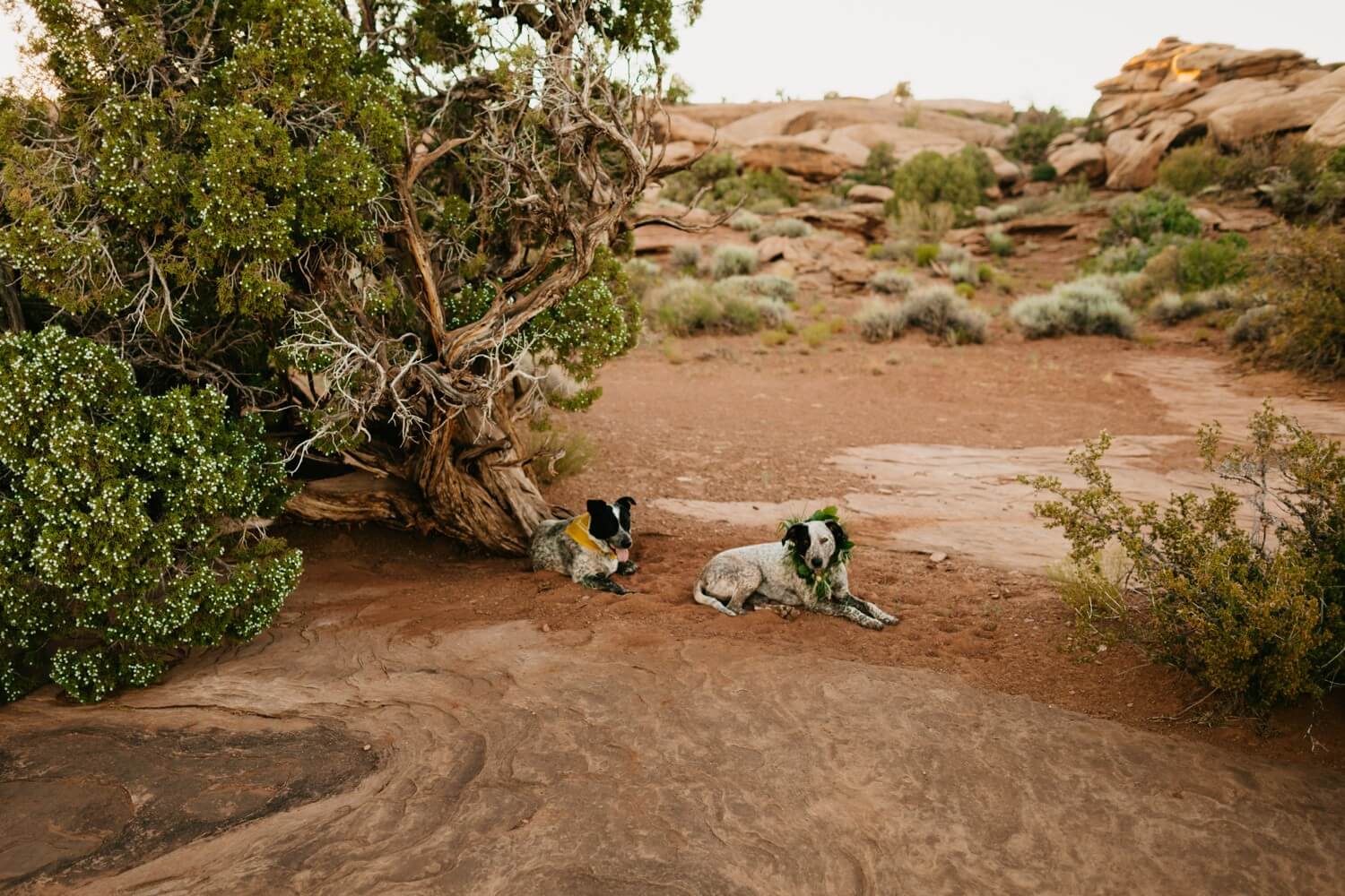 Moab Wedding Dogs