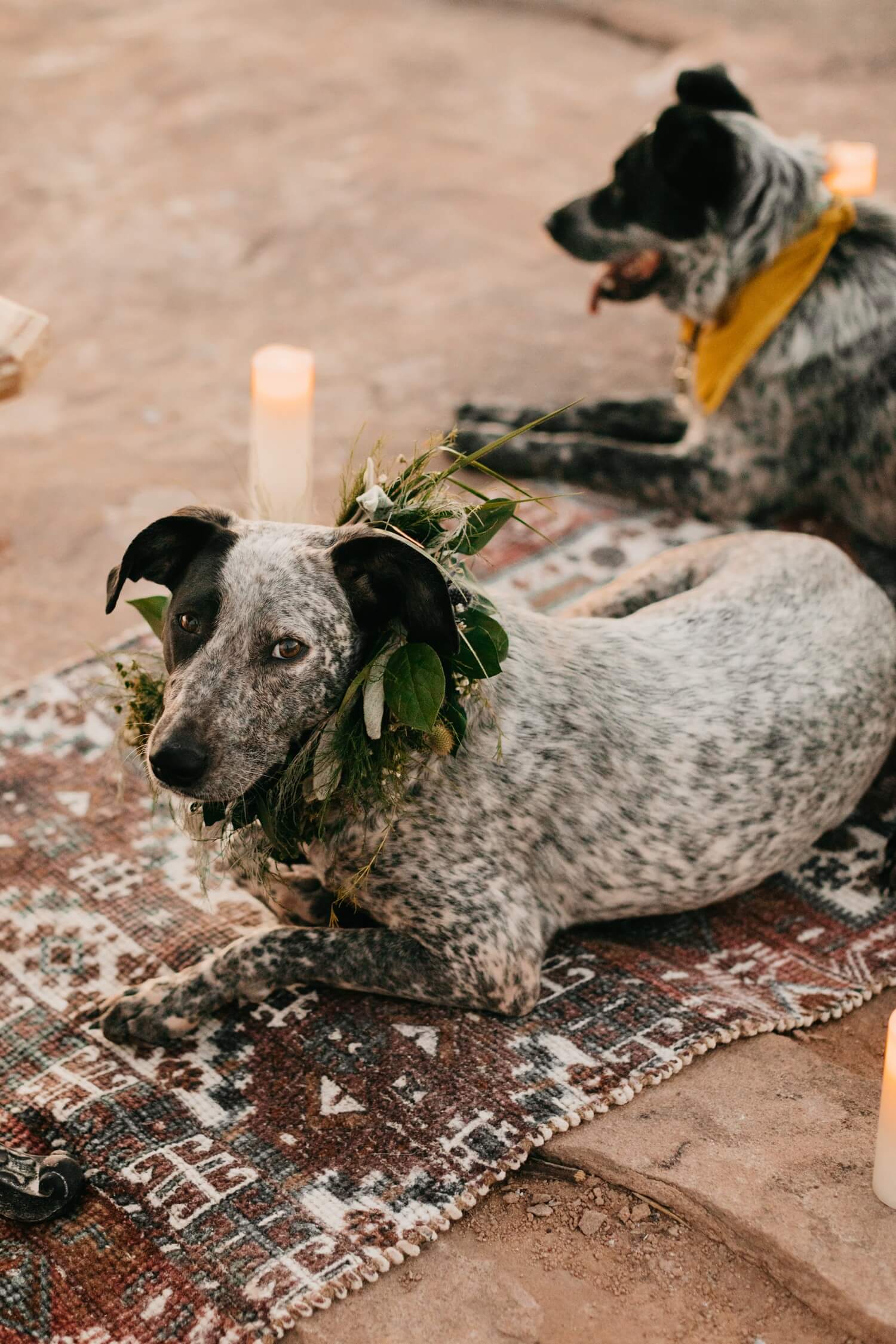 Wedding Dog with Flower Collar