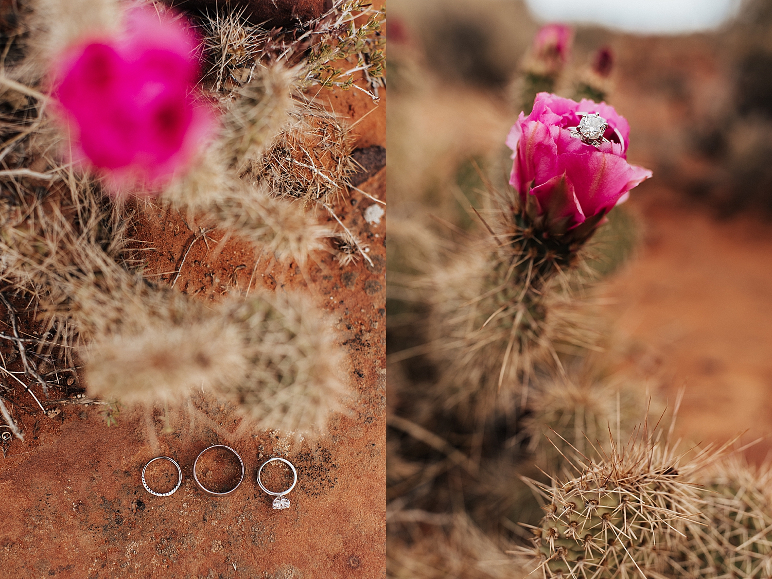 diamond rings sit on pink cactus bloom by Nicole Aston Photography