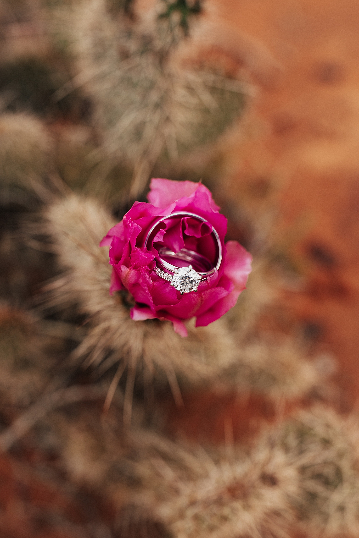 diamond rings nestled in pink cactus bloom in Snow Canyon