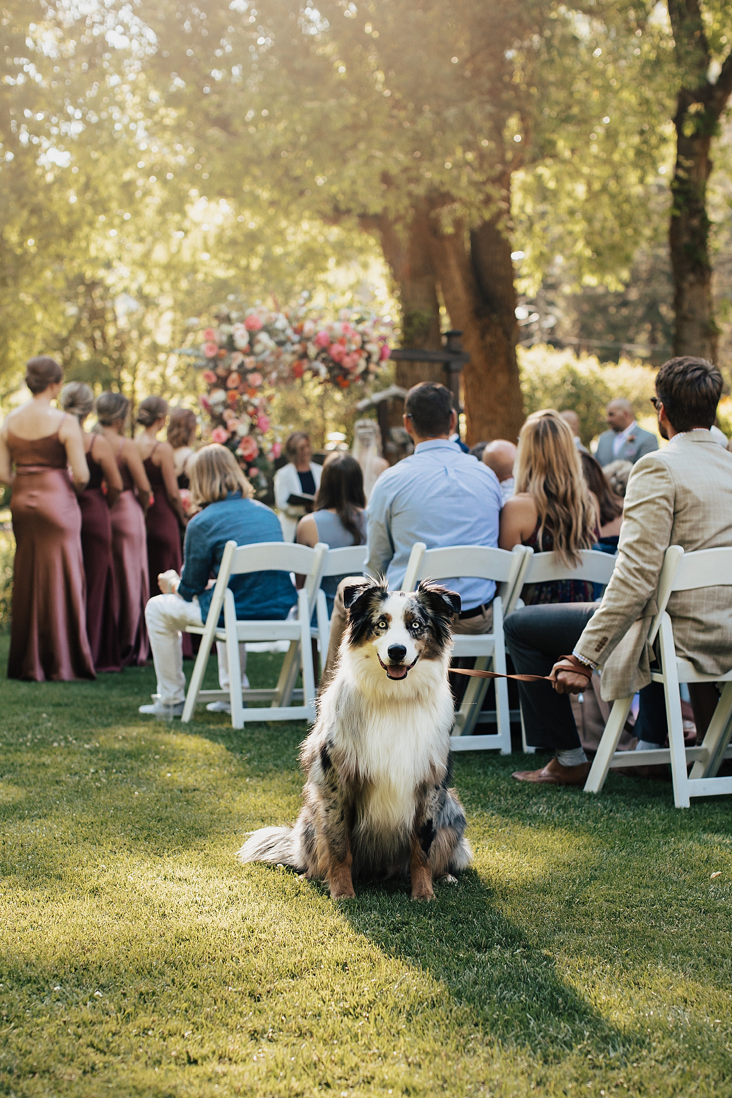 pup sits patiently in the grass during ceremony at at Log Haven Venue in Utah