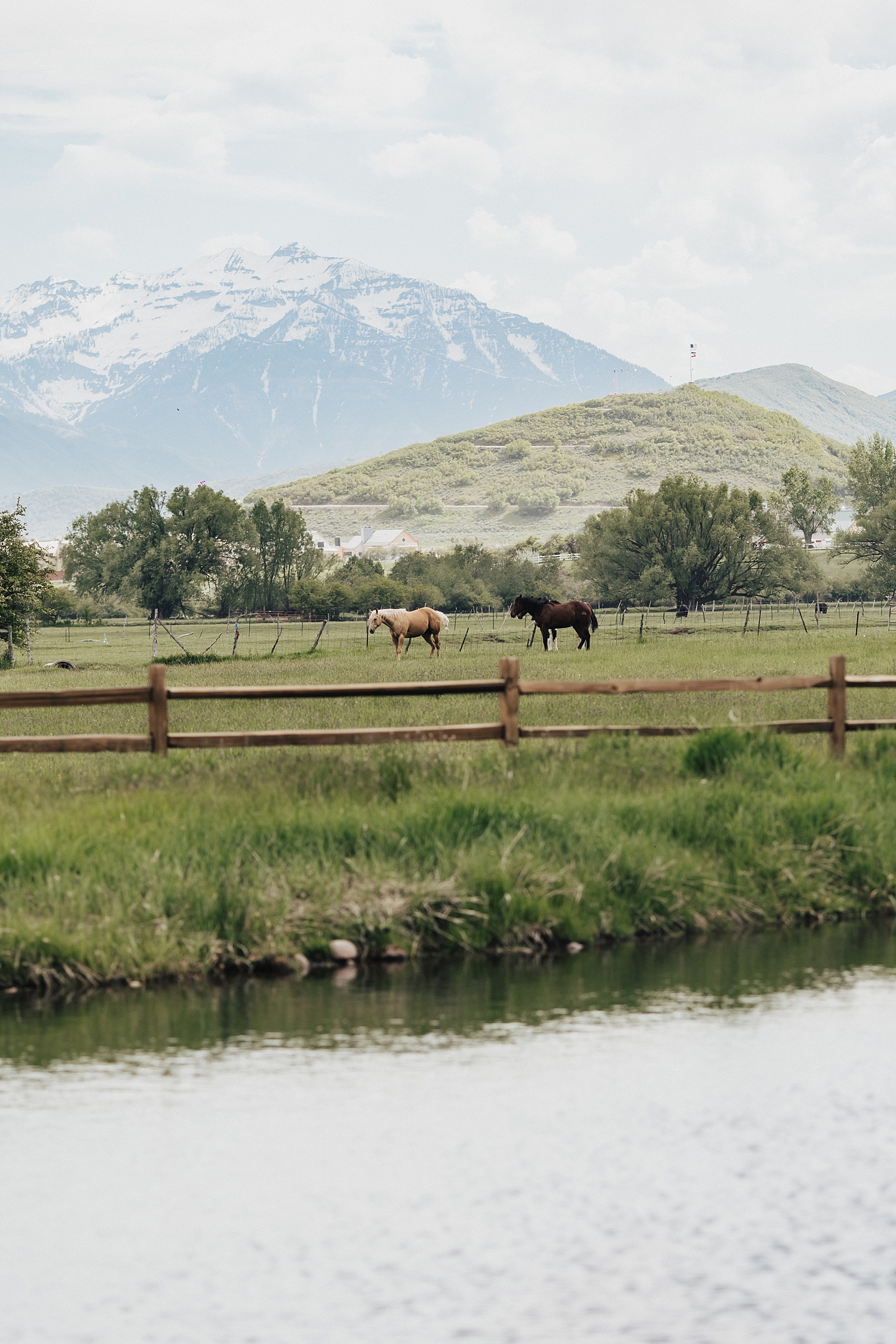horses graze in field next to River Bottom Ranch venue