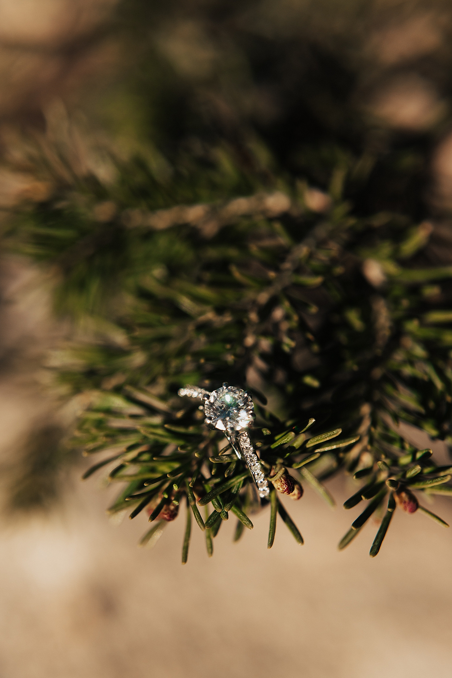 diamond ring sits on fir tree by Nicole Aston Photography